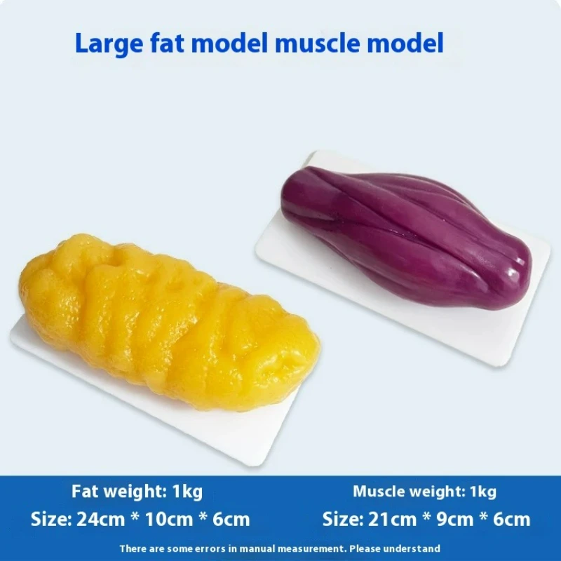 Réplicas de Músculos e Gordura - Nutrition For Fitness avaliação e preço