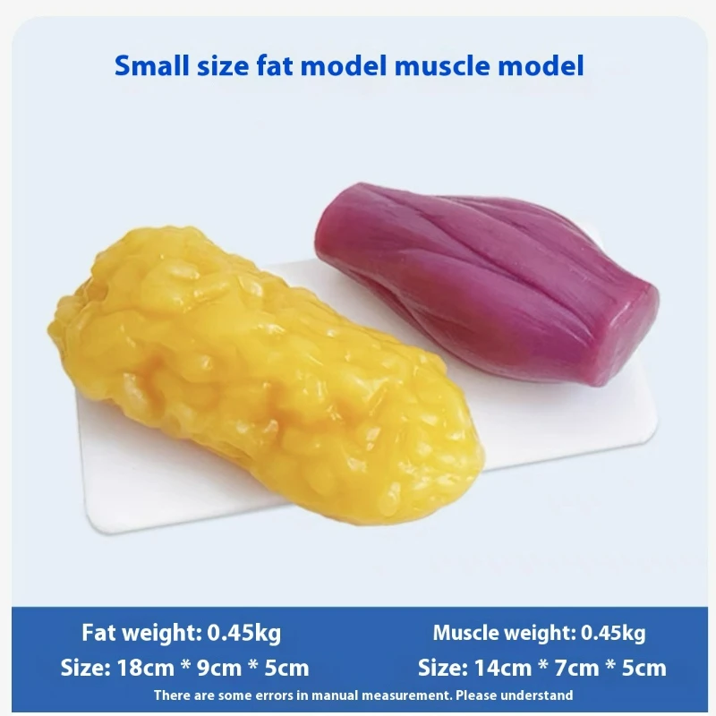 Réplicas de Músculos e Gordura - Nutrition For Fitness avaliação e preço